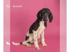 Poodle (Standard) Mix DOG FOR ADOPTION RGADN-1372002 - Grinch - Poodle