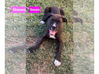 Bullboxer Pit DOG FOR ADOPTION RGADN-1372009 - Bessie - Boxer / Pit Bull Terrier