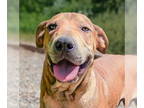 Chinese Shar-Pei DOG FOR ADOPTION RGADN-1372021 - Outgoing Lil Olleo ~ Darling !