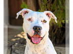 American Staffordshire Terrier Mix DOG FOR ADOPTION RGADN-1372022 - Charming