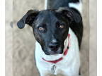 Rhodesian Ridgeback Mix DOG FOR ADOPTION RGADN-1372026 - Buhle - Rhodesian