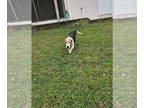 Beagle DOG FOR ADOPTION RGADN-1372031 - Hunter - Beagle Dog For Adoption