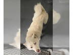 Mix DOG FOR ADOPTION RGADN-1372034 - DA 17 Frost - Husky Dog For Adoption