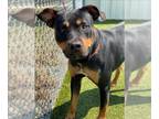 Rottweiler Mix DOG FOR ADOPTION RGADN-1372058 - MULLEN - Rottweiler / Mixed
