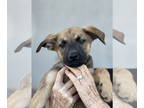 Jack Russell Terrier Mix DOG FOR ADOPTION RGADN-1372068 - Loch - Shepherd / Jack