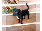 Dachshund-Spaniel Mix DOG FOR ADOPTION RGADN-1372069 - Buster - Dachshund /