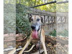 Great Dane DOG FOR ADOPTION RGADN-1372076 - Hank - Great Dane Dog For Adoption
