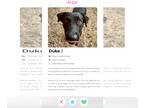 Labrador Retriever Mix DOG FOR ADOPTION RGADN-1372102 - Duke - Labrador