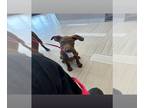 American Pit Bull Terrier DOG FOR ADOPTION RGADN-1372173 - RAMBO - American Pit