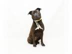 Chow Chow-Labrador Retriever Mix DOG FOR ADOPTION RGADN-1372175 - LOVEY -
