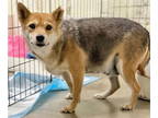 Shiba Inu DOG FOR ADOPTION RGADN-1372182 - Shelby - Shiba Inu Dog For Adoption