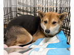 Shiba Inu DOG FOR ADOPTION RGADN-1372183 - Shilo - Shiba Inu Dog For Adoption
