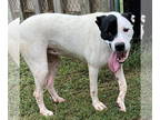 Dalmatian Mix DOG FOR ADOPTION RGADN-1372186 - Sweetie - Dalmatian / Terrier /
