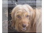 Poodle (Toy) Mix DOG FOR ADOPTION RGADN-1372188 - Zoey - Poodle (Toy) /