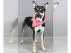 Shiba Inu Mix DOG FOR ADOPTION RGADN-1372189 - Inca - Shiba Inu / Shepherd /
