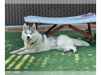 Siberian Husky DOG FOR ADOPTION RGADN-1372198 - SKY - Siberian Husky (medium