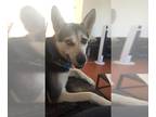 German Shepherd Dog-Huskies Mix DOG FOR ADOPTION RGADN-1372199 - PRECIOUS -