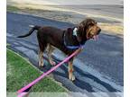 Bloodhound DOG FOR ADOPTION RGADN-1372201 - MAMA - Bloodhound (medium coat) Dog