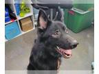 German Shepherd Dog DOG FOR ADOPTION RGADN-1372202 - FONZIE - German Shepherd