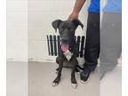 Great Dane DOG FOR ADOPTION RGADN-1372230 - BART - Great Dane (medium coat) Dog
