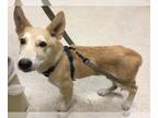 Huskies Mix DOG FOR ADOPTION RGADN-1372243 - Dog - Husky / Mixed (medium coat)