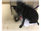 Shepradors DOG FOR ADOPTION RGADN-1372250 - Dog - German Shepherd Dog / Labrador