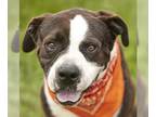 Boxer DOG FOR ADOPTION RGADN-1372255 - THOMAS - Boxer (medium coat) Dog For