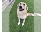 Akita-German Shepherd Dog Mix DOG FOR ADOPTION RGADN-1372269 - REMI - German