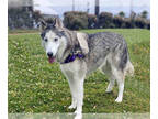 Mix DOG FOR ADOPTION RGADN-1372274 - ARUBA - Husky (medium coat) Dog For