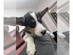 Border Collie DOG FOR ADOPTION RGADN-1372296 - A133863 - Border Collie (medium
