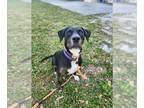 Black and Tan Coonhound-Catahoula Leopard Dog Mix DOG FOR ADOPTION RGADN-1372310