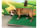 Beagle Mix DOG FOR ADOPTION RGADN-1372311 - ELLISON - Beagle / Mixed (medium
