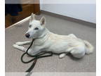 Huskies -white german shepherd Mix DOG FOR ADOPTION RGADN-1372313 - Reese -