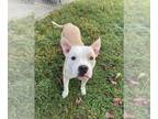 Staffordshire Bull Terrier Mix DOG FOR ADOPTION RGADN-1372330 - BUTTERNUT -