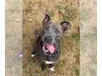 American Pit Bull Terrier Mix DOG FOR ADOPTION RGADN-1372331 - EERIE - American