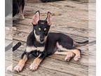 Siberian Husky Mix DOG FOR ADOPTION RGADN-1372429 - Java - Siberian Husky /