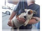Australian Cattle Dog Mix DOG FOR ADOPTION RGADN-1372435 - SCRAPPY - Queensland