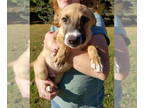 Collie-Jack Russell Terrier Mix DOG FOR ADOPTION RGADN-1372446 - Luke - Collie /