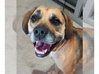 Beagle Mix DOG FOR ADOPTION RGADN-1372464 - Gena - Beagle / Mixed (short coat)