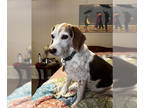 Beagle DOG FOR ADOPTION RGADN-1372475 - Red - Beagle Dog For Adoption