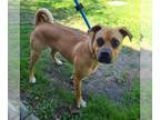 Pug Mix DOG FOR ADOPTION RGADN-1372490 - *NIGEL - Pug / Mixed (medium coat) Dog