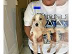 Dachshund Mix DOG FOR ADOPTION RGADN-1372505 - Andy (Anabelle's Litter) -