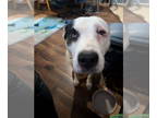 American Pit Bull Terrier-Huskies Mix DOG FOR ADOPTION RGADN-1372509 - Aqua -