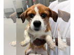 Beagle Mix DOG FOR ADOPTION RGADN-1372514 - stan - Terrier / Beagle / Mixed Dog
