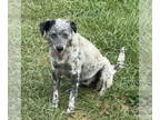 English Setter Mix DOG FOR ADOPTION RGADN-1372529 - Riley - English Setter /