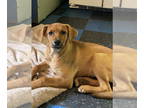 Border Collie Mix DOG FOR ADOPTION RGADN-1372531 - Ruby - Hound / Border Collie