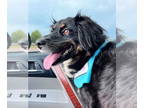 Australian Shepherd DOG FOR ADOPTION RGADN-1372534 - Kimy - Australian Shepherd