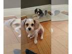 Shih-Poo DOG FOR ADOPTION RGADN-1372546 - Ethan - Shih Tzu / Poodle (Miniature)