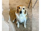 Beagle DOG FOR ADOPTION RGADN-1372548 - Rocky- Courtesy Listing - Beagle Dog For