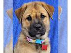 Chow Chow-Retriever Mix DOG FOR ADOPTION RGADN-1372551 - Hanna Chow - Chow Chow